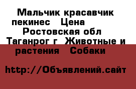 Мальчик красавчик пекинес › Цена ­ 2 500 - Ростовская обл., Таганрог г. Животные и растения » Собаки   